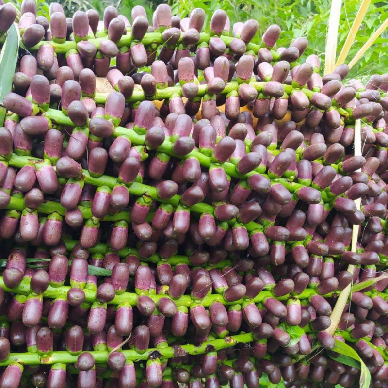 

Bunga pohon aren segar paket 1 kg