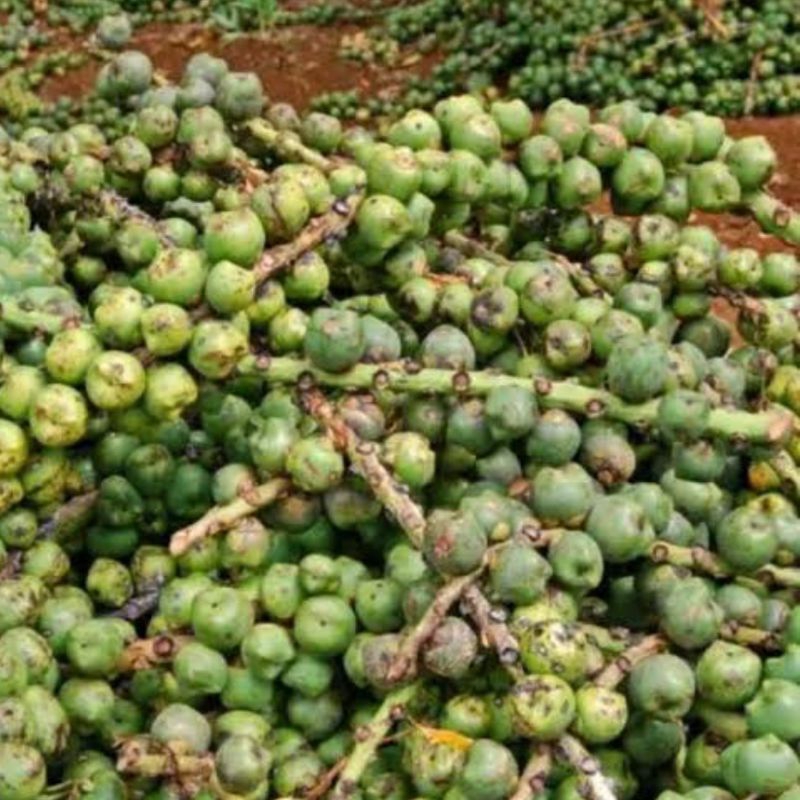 

Mentah - Buah pohon aren segar paket 1 kg