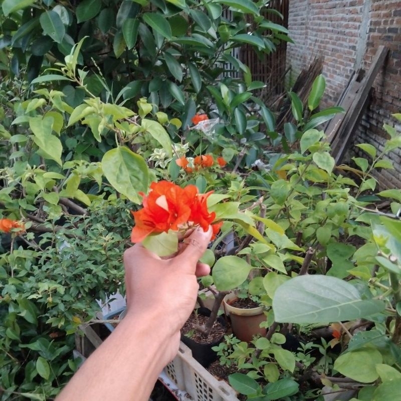 bugenvil lokal bunga oren