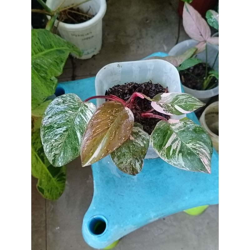 Pink Princess Galaxy