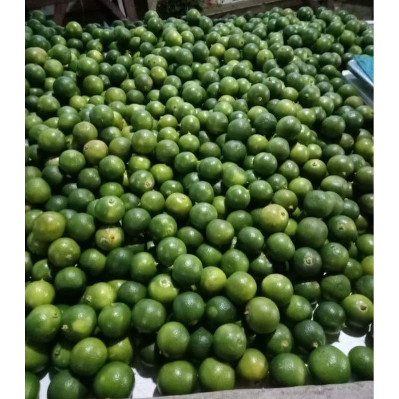 

1kg jeruk songkit pres segar.kasturi.lemon.