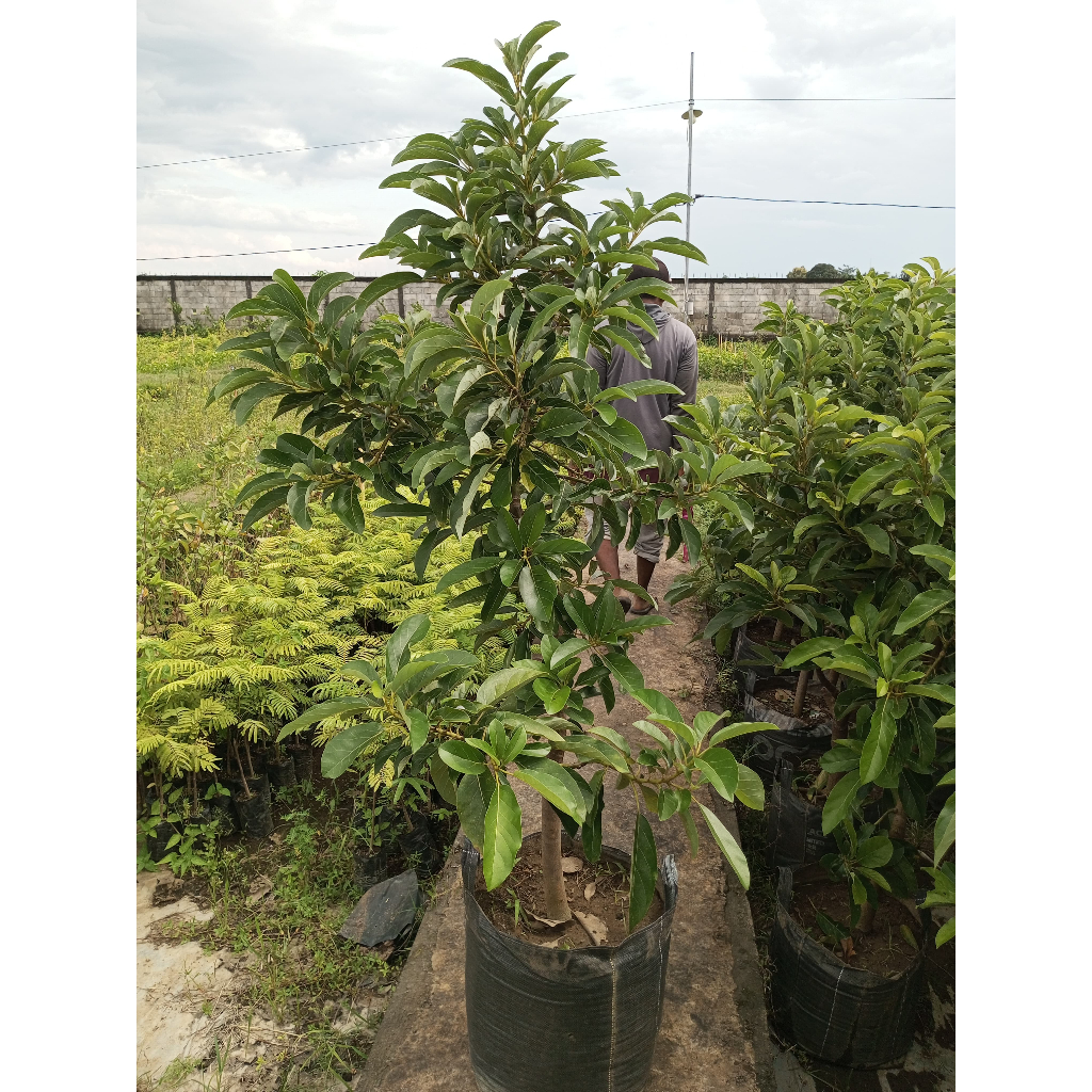 Raflezia Bibit Alpukat Indukan Miki/Aligator/Kelud/Markus Siap Berbunga - Packing Kayu [50Kg]