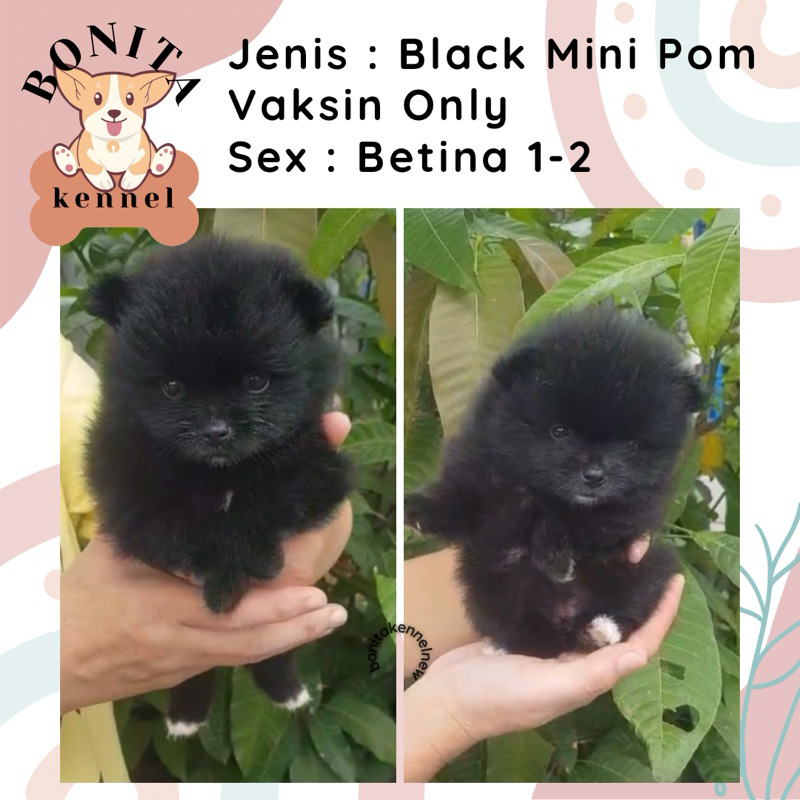 Super Mini Pomeranian Non Stambum Particolor Black Tan Anakan Anjing Mini Pom Snow White Jantan Beti