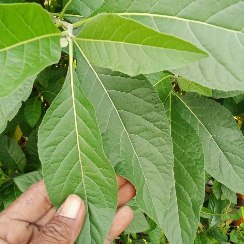 

daun afrika. sambung nyawa. 200gr