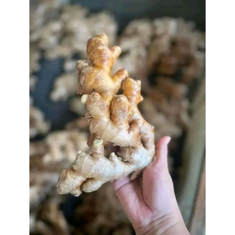 

jahe gajah fresh segar 1kg