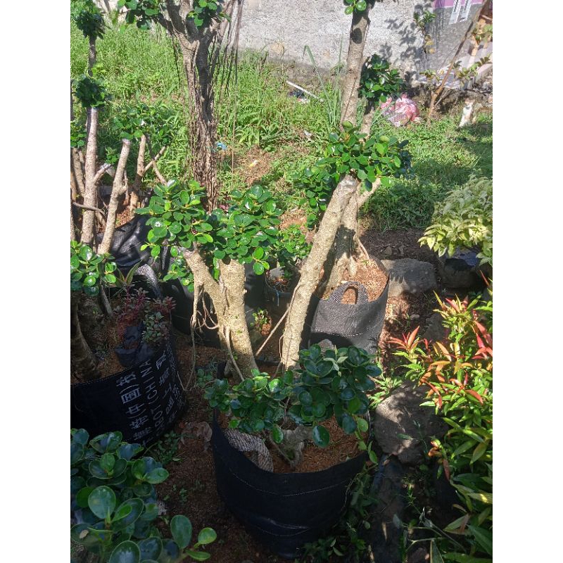 bonsai beringin dolar mikro daun mangkok bonsai taman