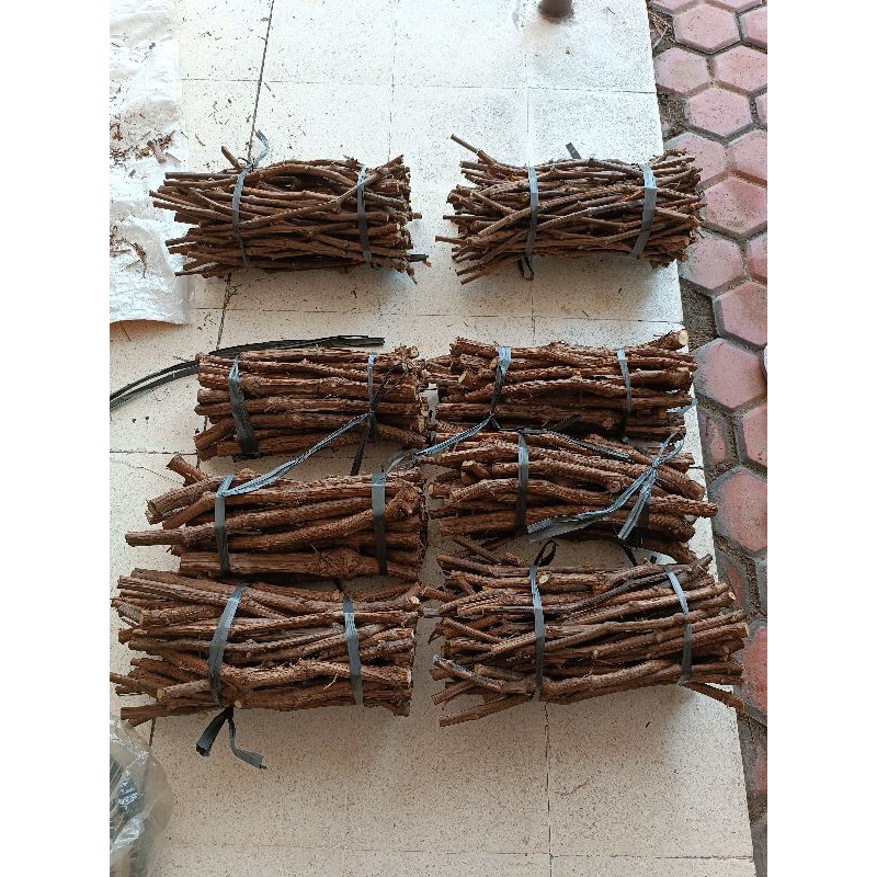 cutting anggur red master RM rootstock