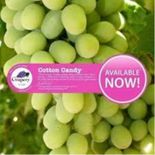 

Cotton Candy Grape Anggur Rasa Permen Unik Buah Import