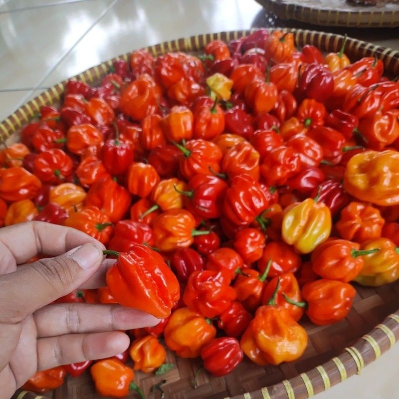 

cabai Habanero