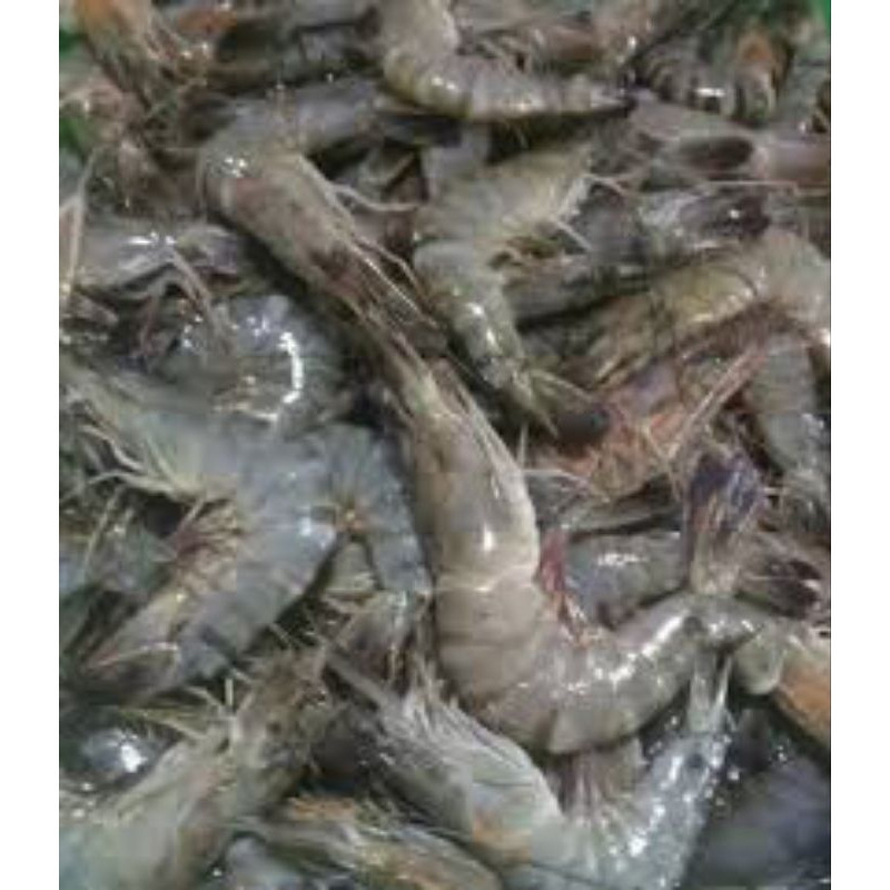 

Udang Besar 250g fresh