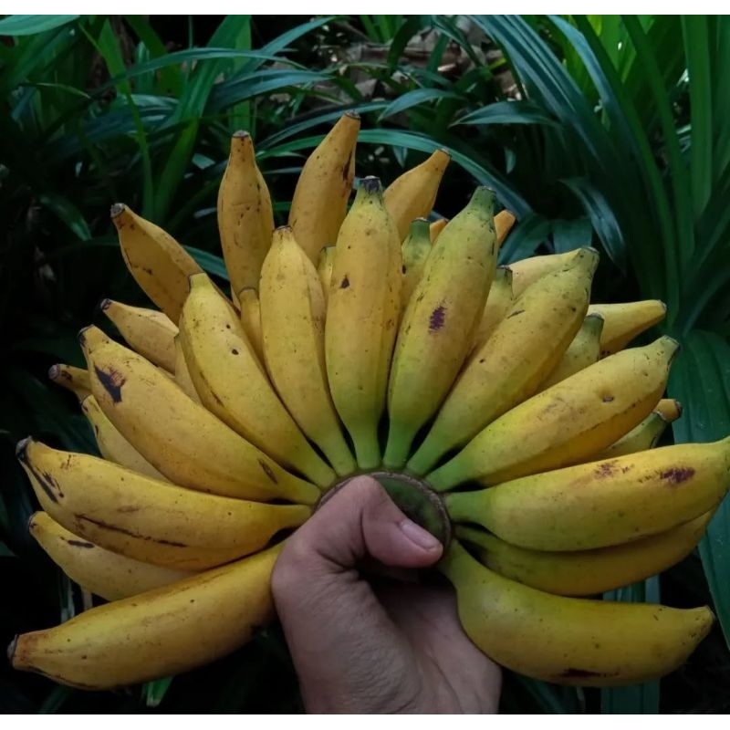

Pisang Kele/Palembang/Uter Ukuran Sedang