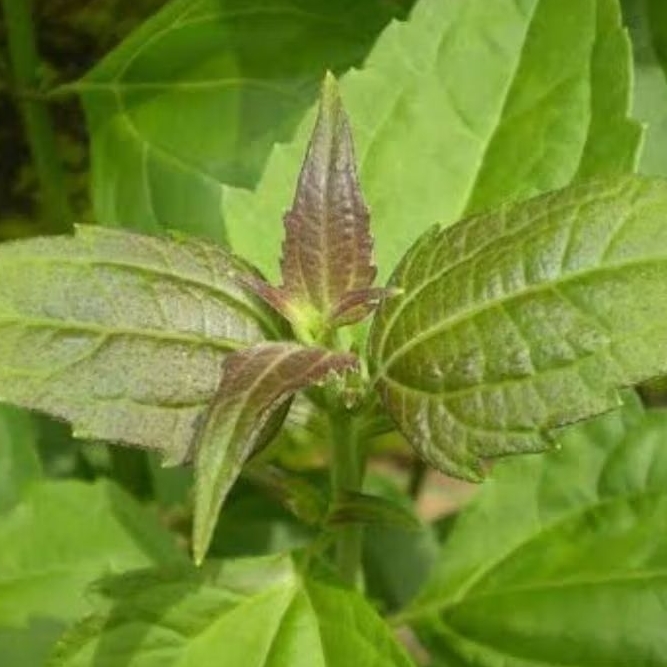 

Daun kopasanda segar petik langsung paket 500 gram