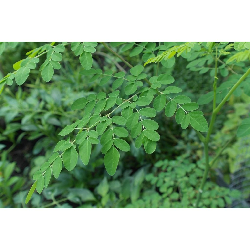 

Daun Kelor Segar Organik - Moringa Oleifera