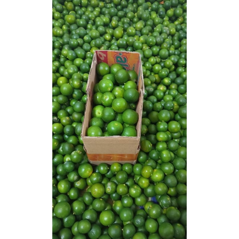 

1KG JERUK SONKIT / JERUK KASTURI / JERUK KUNCI (ukuran besar)