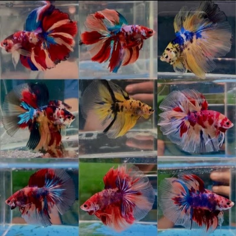 halfmoon multicolor isi 1