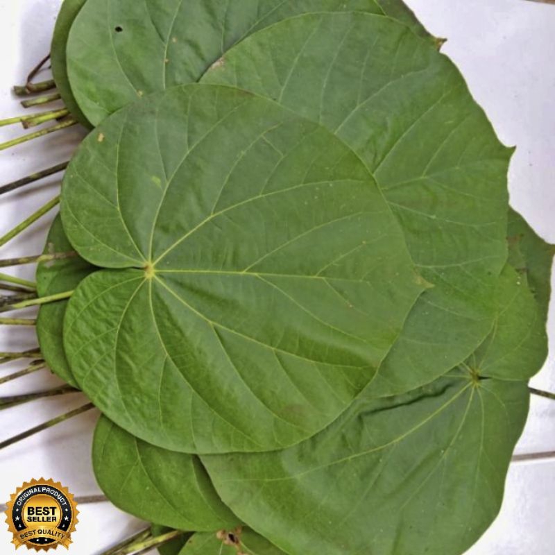 

Daun waru/daun waru laut segar fresh dipetik dadakan waktu dipesan 50 Lembar