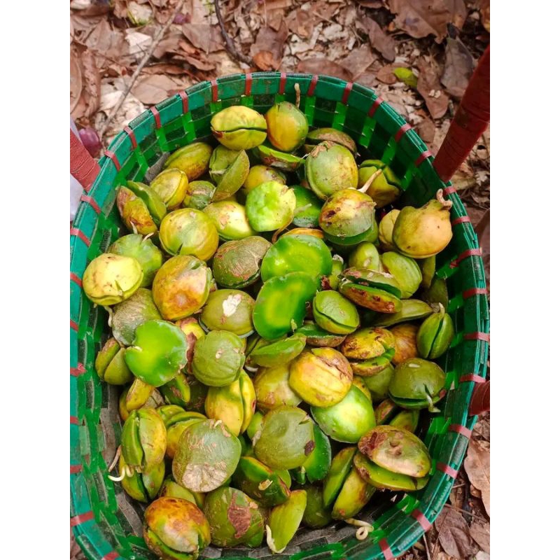 

jengkol beweh lampung murah 1kg jengkol beweh lampung segar fress murah terlaris paling banyak dicari