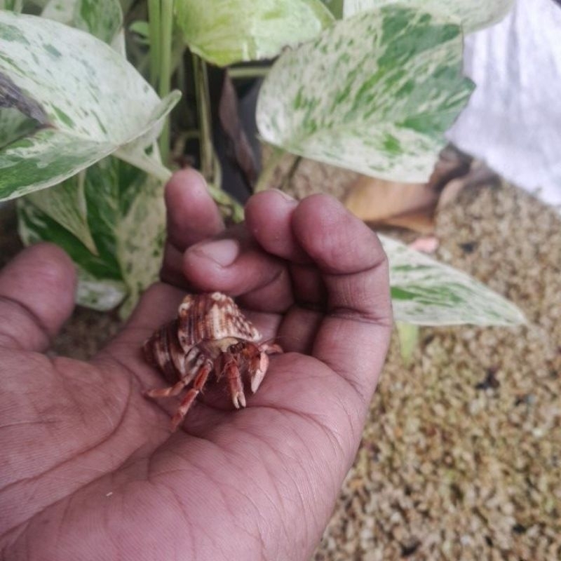 mainan edukasi kelomang baby rugosus merah cangkang cakep natural