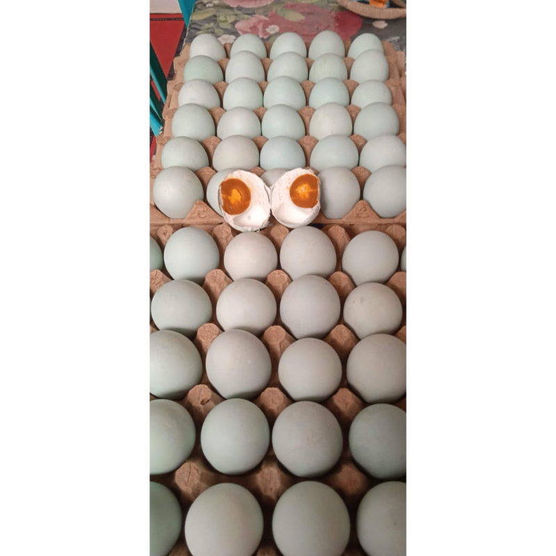 

Telur asin bebek