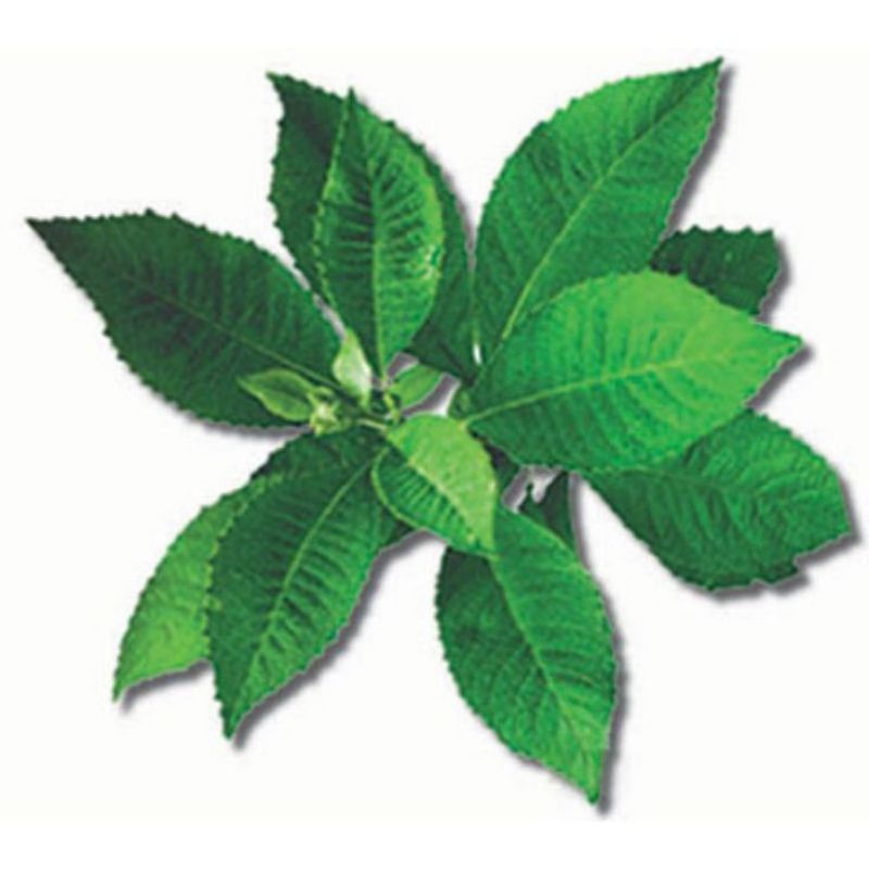

JUAL DAUN SEMBUNG SEGAR
