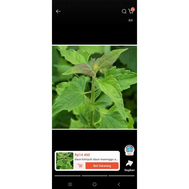 

jual daun kopasanda daun kirinyuh segar siap pakai