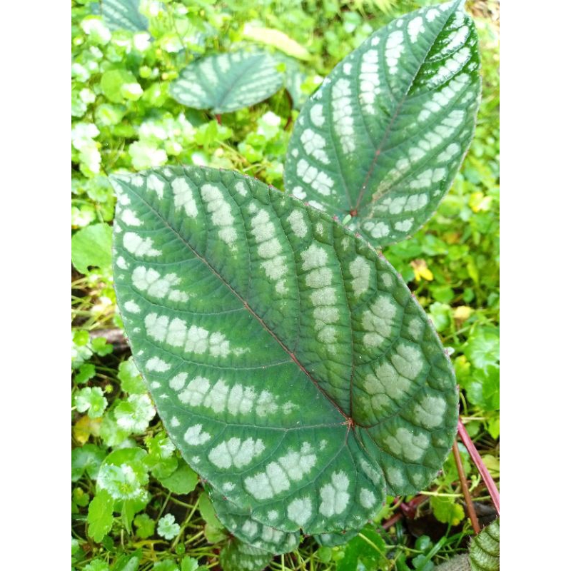 jual bibit sirih keraton merah,tanaman sirih merah terlaris