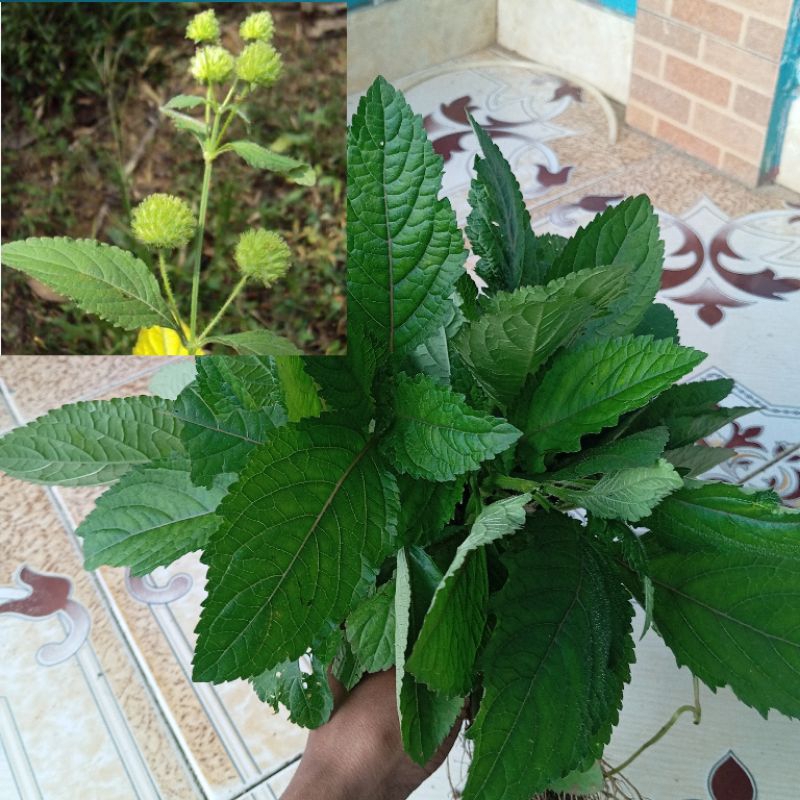 

Daun rumput knop segar petik langsung paket 1 kg