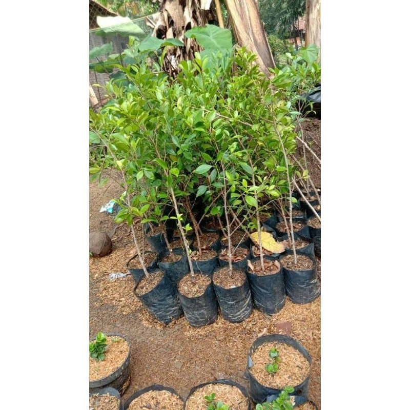 bibit kimeng hasil cangkok