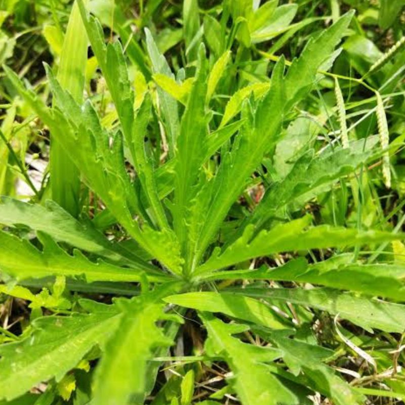 

Daun jalantir fresh petik langsung paket 1 kg