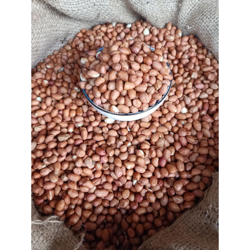 

Kacang Tanah Kulit Import BESAR Berkualitas Terbaik 1KG