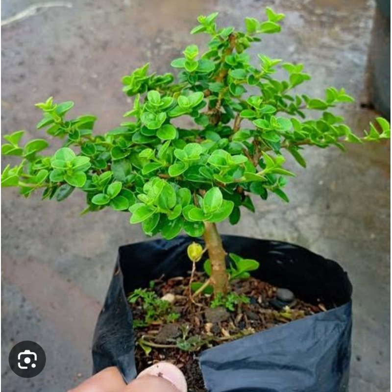 bonsai sancang mame bahan prospek