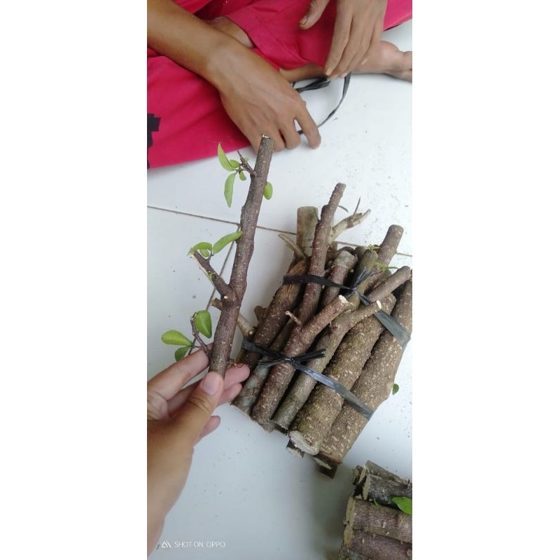 Stek batang anting putri isi 20+2 siap tanam fresh bahan bonsai