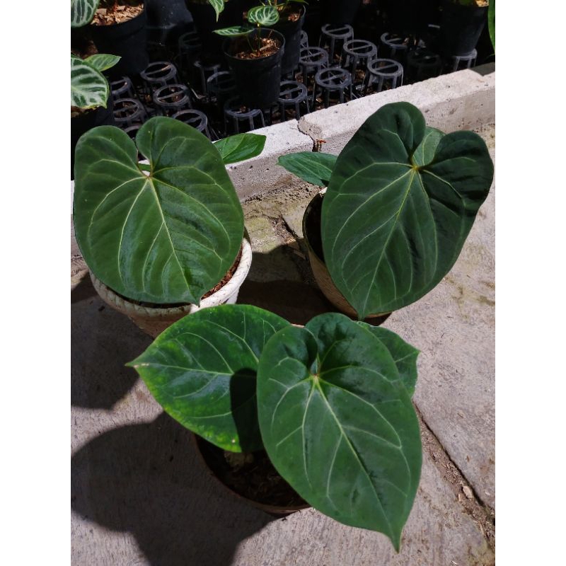 anthurium king of spades