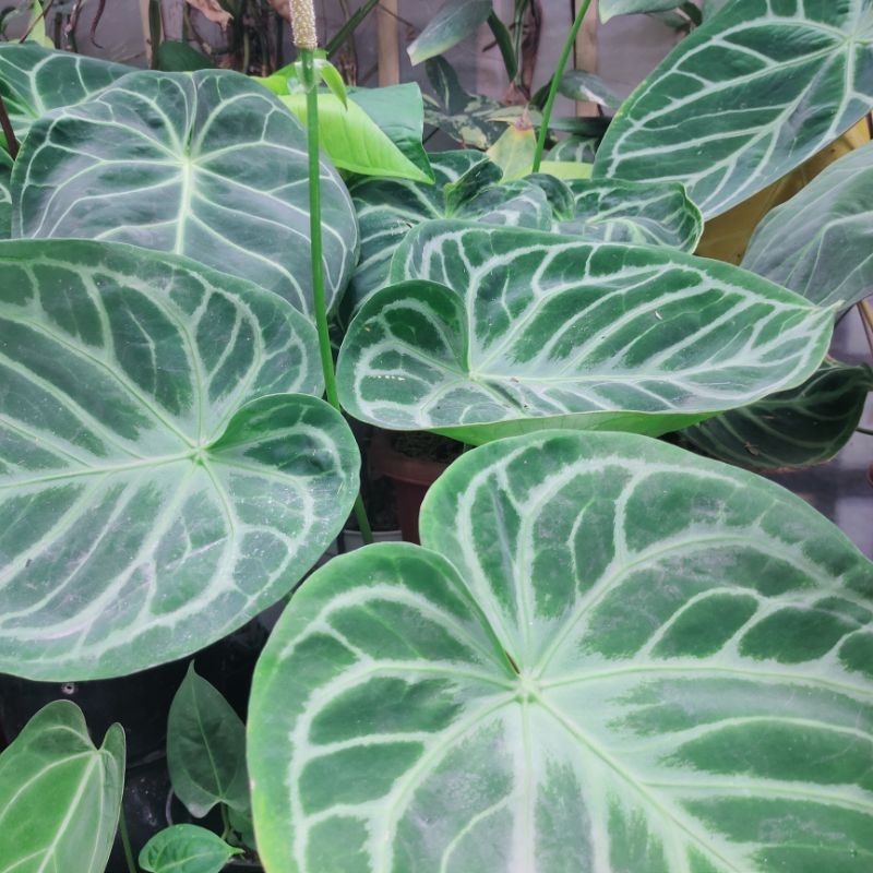 anthurium dorayaki