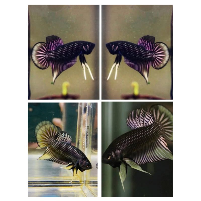 cupang alam wildbetta imbellis copper yellowrim