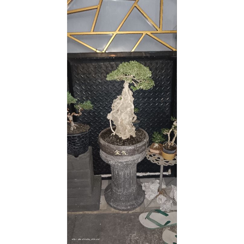 sancang variegata on the rock