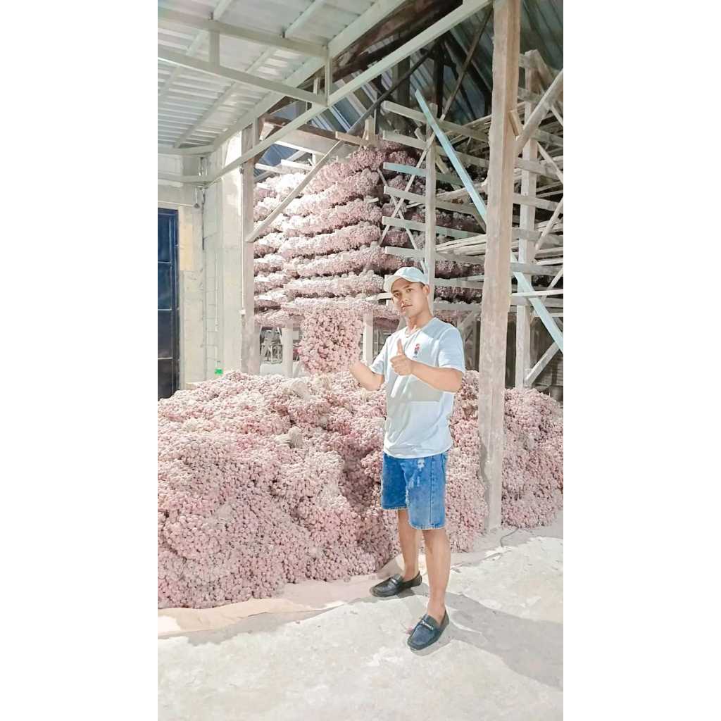 

Bibit Bawang Merah Tajuk "Thailand Nganjuk" Super 1 Kg Siap Tanam