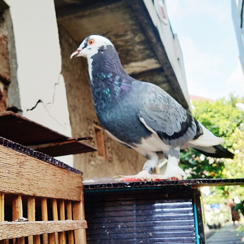 Merpati Burung dara belentong jebros sepasang giring real vict
