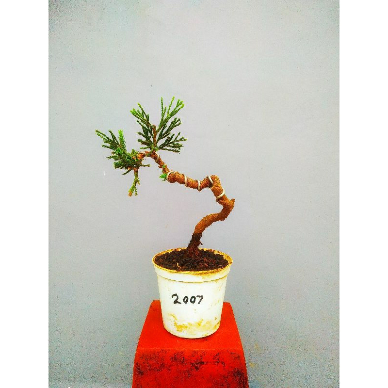 bonsai cemara sinensis