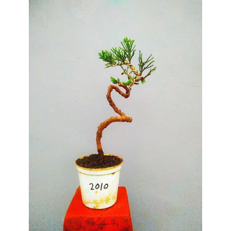 bonsai cemara sinensis