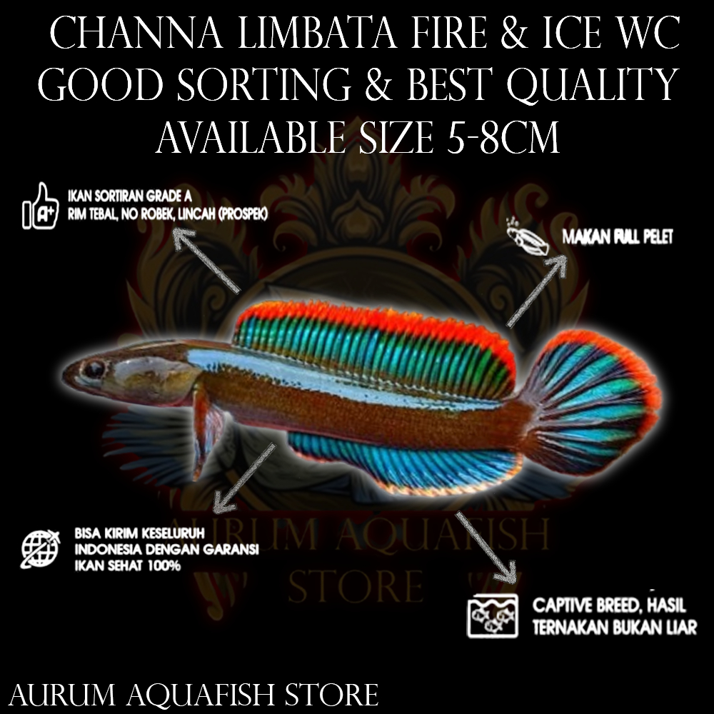 Stiker Tempel Channa Limbata Fire & Ice Wc Myanmar Good Sortir - Channa Gabus Hias - Aurum Aquafish 