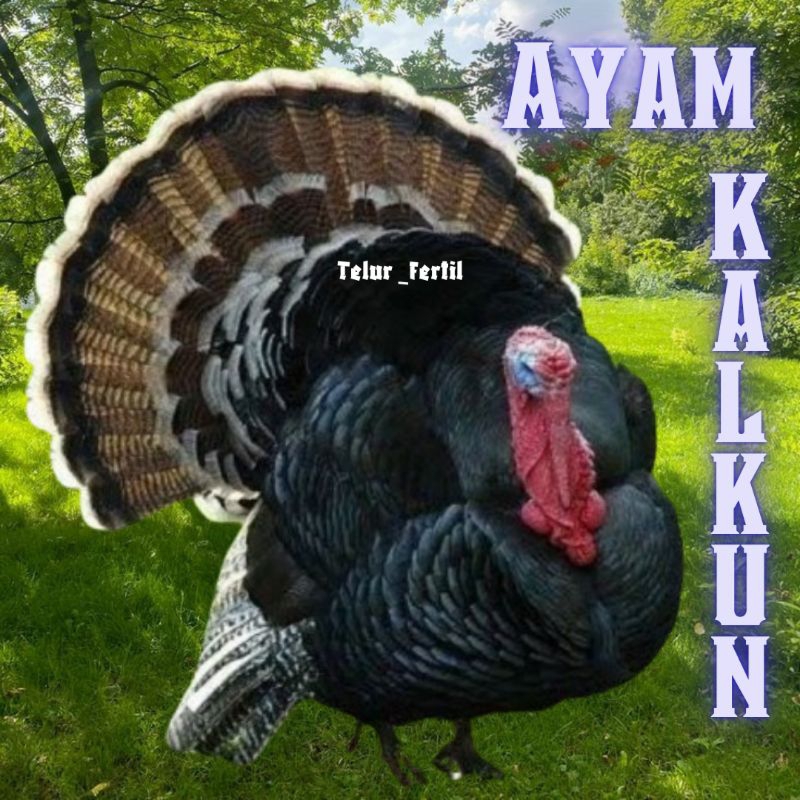 

telur ayam kalkun untuk ditetaskan