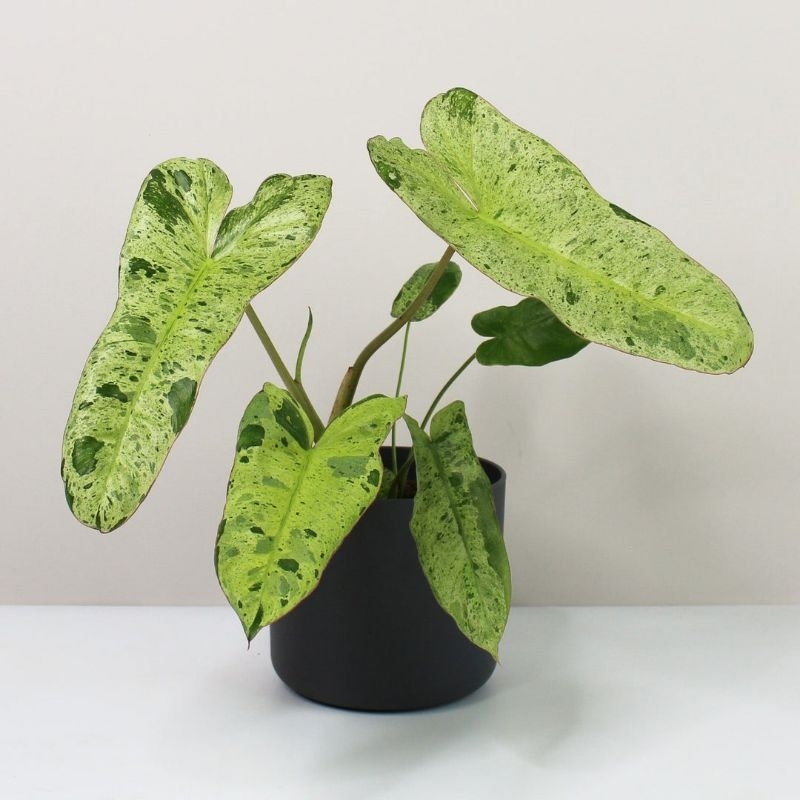 promo COD tanaman hias philodendron paraiso Verde - philodendron paraiso Verde - philodendron - tana