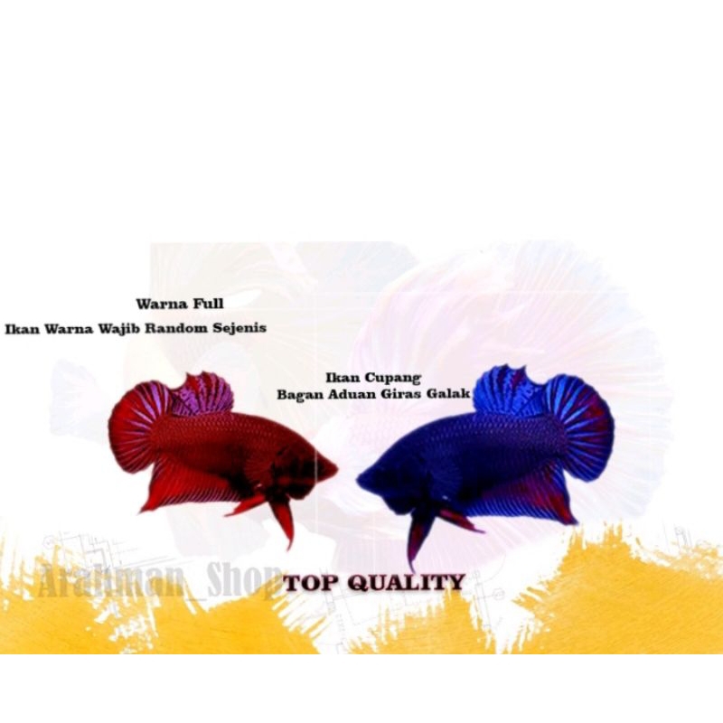 stiker ikan cupang sepasang