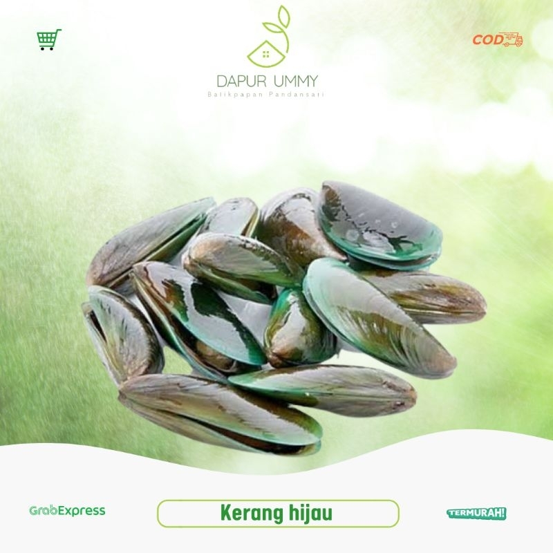 

KERANG FRESH • Kerang Ijo Kerang Hijau
