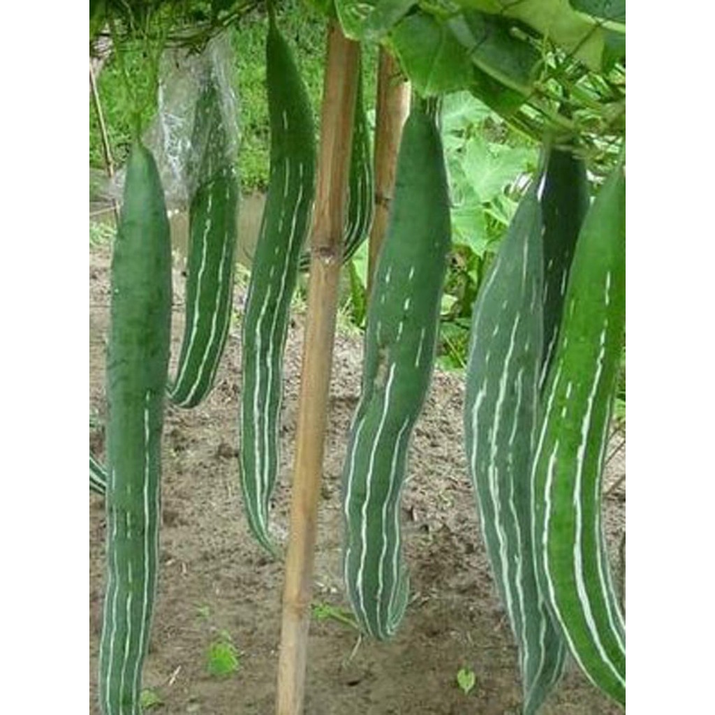 Green Earth - Bibit Benih Biji Sayur Pare Belut - Biji Tanaman Pohon Sayur Pare Belut -Bibit Sayur P