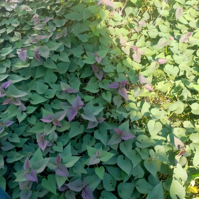 

Daun Ubi Jalar / Daun Ketela Rambat