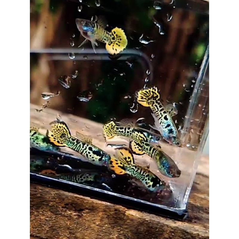 

TK gambar Guppy yellow sunset