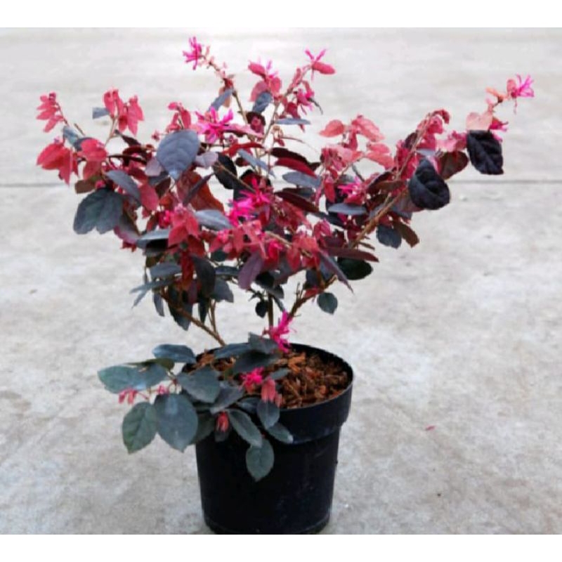 Bibit Serut merah/vegetasi lebah madu