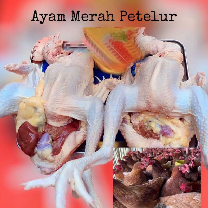 

ayam merah petelur berat 1 kg lebih